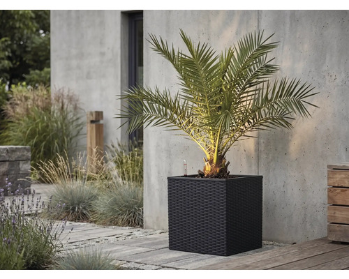 Palm i en mörk, kvadratisk blomkruka med flätat utseende på en stenterrass framför en betongvägg.