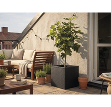 Kvadratisk svart flätad blomkruka med fikonträd på en ljus terrass med trädgårdsmöbler i trä och örtkrukor i terrakotta.