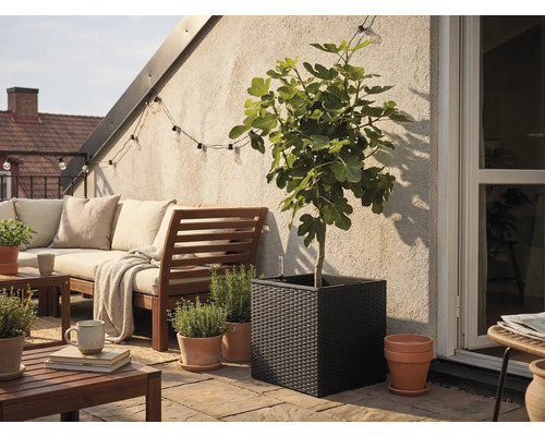 Kvadratisk svart flätad blomkruka med fikonträd på en ljus terrass med trädgårdsmöbler i trä och örtkrukor i terrakotta.