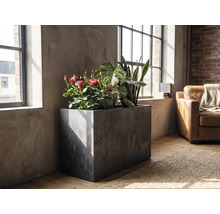 Rektangulär odlingslåda i betonglook med inomhusväxter som rosor och svärmorstunga i ett ljust rum i industriell stil vid ett fönster.