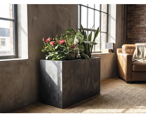 Rektangulär odlingslåda i betonglook med inomhusväxter som rosor och svärmorstunga i ett ljust rum i industriell stil vid ett fönster.