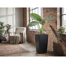 Hög, kvadratisk svart planteringskärl med en stor Alocasia-växt i ett ljust vardagsrum med tegelvägg.