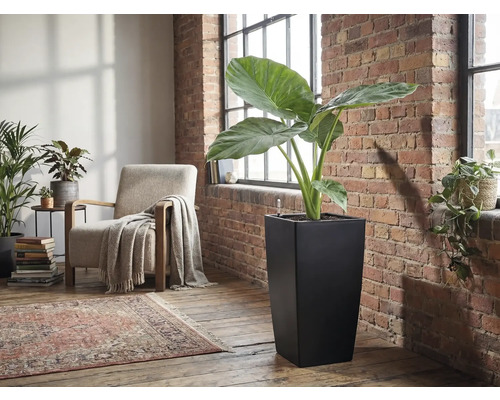 Hög, kvadratisk svart planteringskärl med en stor Alocasia-växt i ett ljust vardagsrum med tegelvägg.