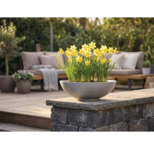 En rund grå planteringsskål med gula påskliljor på en stenmur på en ljus modern terrass med trädgårdsmöbler.