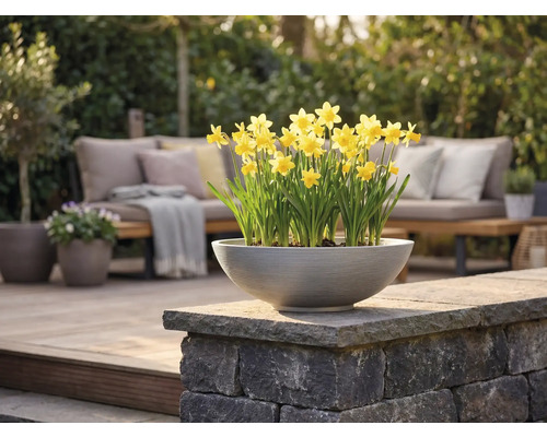 En rund grå planteringsskål med gula påskliljor på en stenmur på en ljus modern terrass med trädgårdsmöbler.