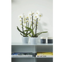 Två vita Phalaenopsis-orkidéer i grå krukor på en hylla bredvid ljusstakar och böcker i modern design.
