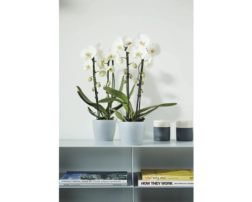 Två vita Phalaenopsis-orkidéer i grå krukor på en hylla bredvid ljusstakar och böcker i modern design.