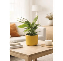 Fredskalla Spathiphyllum i en gul keramikpott på ett soffbord av trä i ett ljust, modernt inrett vardagsrum.