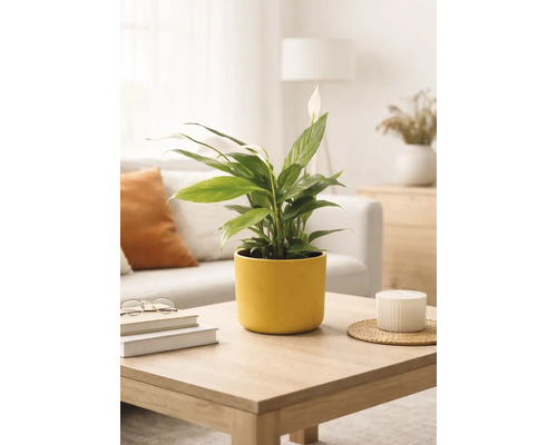Fredskalla Spathiphyllum i en gul keramikpott på ett soffbord av trä i ett ljust, modernt inrett vardagsrum.