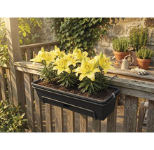 Mörkgrå balkonglåda med gula liljor, monterad på ett träräcke på en uteplats.