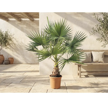 Washingtonia robusta-palm i kruka på en ljus terrass i medelhavsstil med träbänk och olivträd.