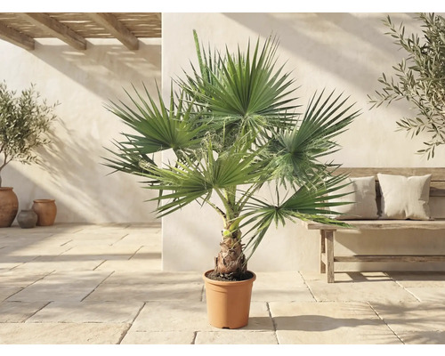 Washingtonia robusta-palm i kruka på en ljus terrass i medelhavsstil med träbänk och olivträd.