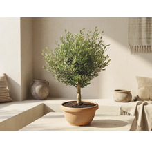 Olivträd i terrakottakruka i ett ljust medelhavsinspirerat rum med keramikvaser.