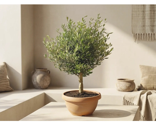 Olivträd i terrakottakruka i ett ljust medelhavsinspirerat rum med keramikvaser.