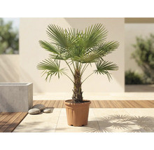 Väderkvarnspalm Trachycarpus fortunei i en kruka på en ljus terrass med trädäck.