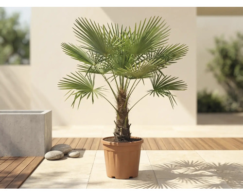 Väderkvarnspalm Trachycarpus fortunei i en kruka på en ljus terrass med trädäck.
