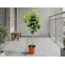 Fikonträd i en terrakottafärgad kruka på en ljus, kaklad balkong med metallräcke och tegelvägg.