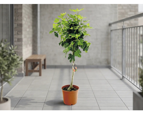 Fikonträd i en terrakottafärgad kruka på en ljus, kaklad balkong med metallräcke och tegelvägg.