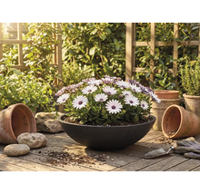 Vita och lila Osteospermum-blommor i svart planteringsskål på träyta med terrakottakrukor och trädgårdsredskap i en ljus trädgård.
