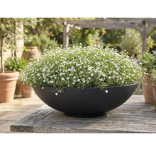 Rund svart planteringsskål med små vita blommor på ett rustikt träbord i trädgården.
