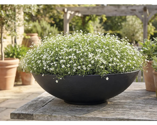 Rund svart planteringsskål med små vita blommor på ett rustikt träbord i trädgården.
