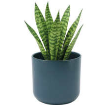 Svarmorstunga Sansevieria i en rund mörkblå keramikruka. Krukväxt med upprättstående mönstrade blad.