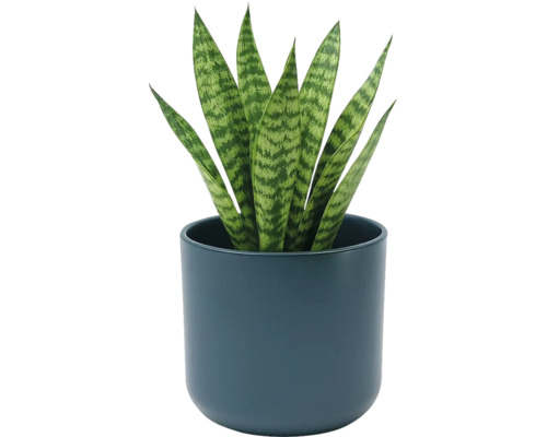 Svarmorstunga Sansevieria i en rund mörkblå keramikruka. Krukväxt med upprättstående mönstrade blad.