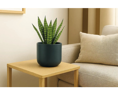 Sansevieria i en mörkblå kruka på ett sidobord av trä bredvid en soffa i ett ljust, modernt vardagsrum.