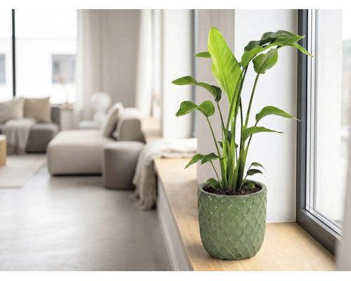 Krukväxt Strelitzia i grön keramikpotta på en fönsterbräda i ett ljust vardagsrum.