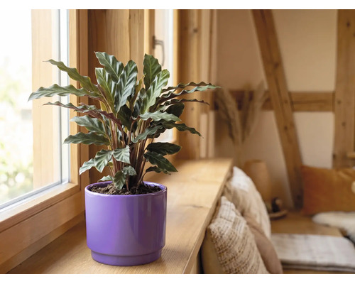 Krukväxt med vågiga blad i en lila blomkruka på en fönsterbräda av trä i ett ljust rum.