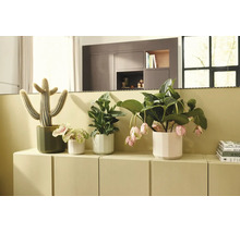 Olika krukväxter i ytterfoder på en ljus sideboard, inklusive en kaktus och en medinilla med hängande blommor.