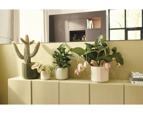 Olika krukväxter i ytterfoder på en ljus sideboard, inklusive en kaktus och en medinilla med hängande blommor.