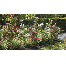 Fem svarta spaljéer i metall med rundad båge, planterade med röda, rosa och vita klätterrosor i en trädgård.