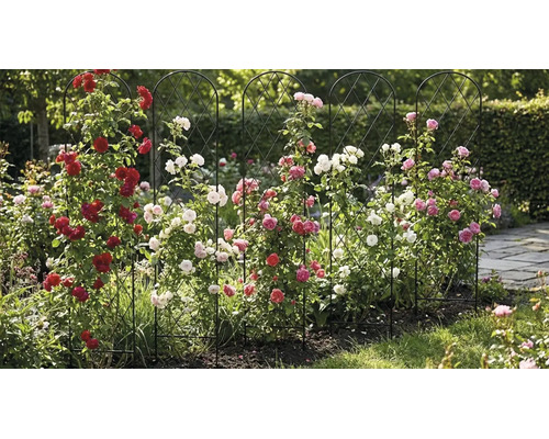 Fem svarta spaljéer i metall med rundad båge, planterade med röda, rosa och vita klätterrosor i en trädgård.