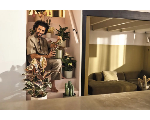 En man sitter i en trappa omgiven av olika inomhusväxter som Ficus och kaktusar i ett modernt, ljust vardagsrum.