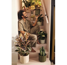 Man sitter leende i en trappa omgiven av olika inomhusväxter som fönsterfikus, kaktus och anthurium i krukor.