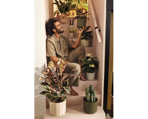 Man sitter leende i en trappa omgiven av olika inomhusväxter som fönsterfikus, kaktus och anthurium i krukor.