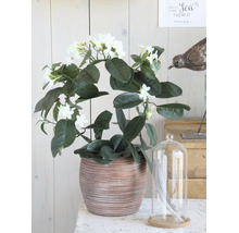 Stephanotis floribunda-krans i en dekorativ keramikruka med vita blommor.