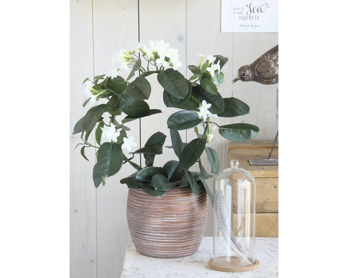 Stephanotis floribunda-krans i en dekorativ keramikruka med vita blommor.