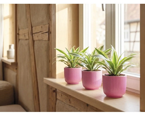 Tre gröna växter i rosa räfflade keramikpottor på en ljus fönsterbräda av trä framför ett fönster.