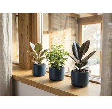 Tre olika inomhusväxter, inklusive två fönsterfikusar och en benjaminfikus, i mörkgrå blomkrukor på en fönsterbräda av trä.