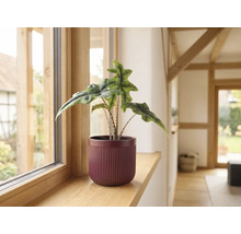 Alocasia Jacklyn inomhusväxt i en räfflad ytterkruka på en fönsterbräda av trä.