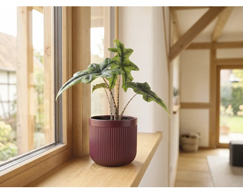 Alocasia Jacklyn inomhusväxt i en räfflad ytterkruka på en fönsterbräda av trä.