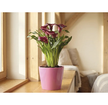 Kalla Zantedeschia med mörkröda blommor i en rosa kruka på en fönsterbräda av trä i ett ljust rum.