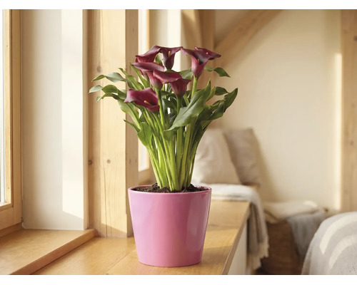 Kalla Zantedeschia med mörkröda blommor i en rosa kruka på en fönsterbräda av trä i ett ljust rum.
