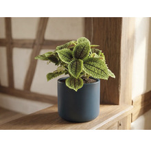 Pilea involucrata Moon Valley i en mörkblå keramikruka på en hylla av trä.