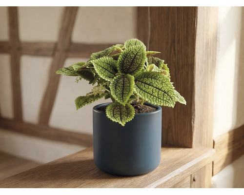 Pilea involucrata Moon Valley i en mörkblå keramikruka på en hylla av trä.