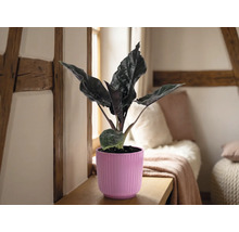 Alocasia krukväxt i en rosa räfflad ytterkruka på en hylla av trä i ett ljust rum med korsvirkesbalkar och kuddar.