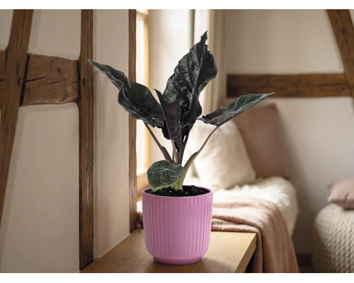 Alocasia krukväxt i en rosa räfflad ytterkruka på en hylla av trä i ett ljust rum med korsvirkesbalkar och kuddar.
