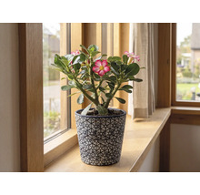 Blommande ökenros Adenium i en dekorativ kruka på en fönsterbräda av trä.